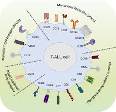 Advancing Cancer Care: Insights into the T-Cell Acute Lymphoblastic Leukemia Treatment Market