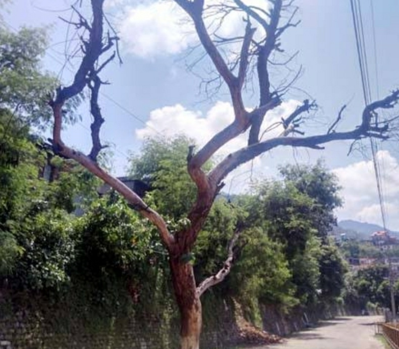 तरु