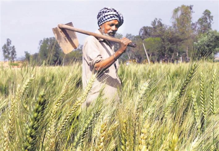 What will it take to end the Indian Farmer's Protest?